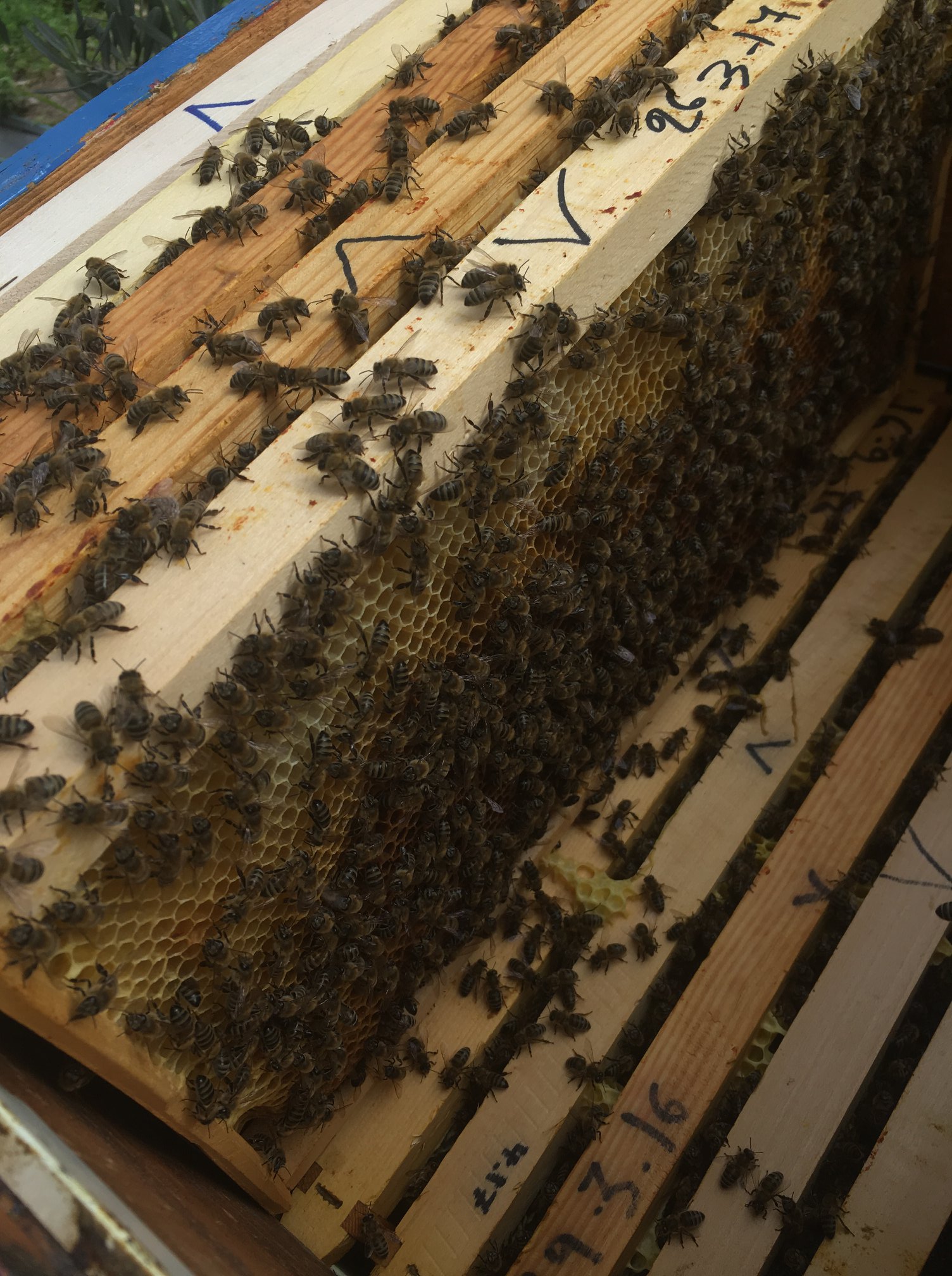 bee-philosophy.com Agios Konstantinos Samos