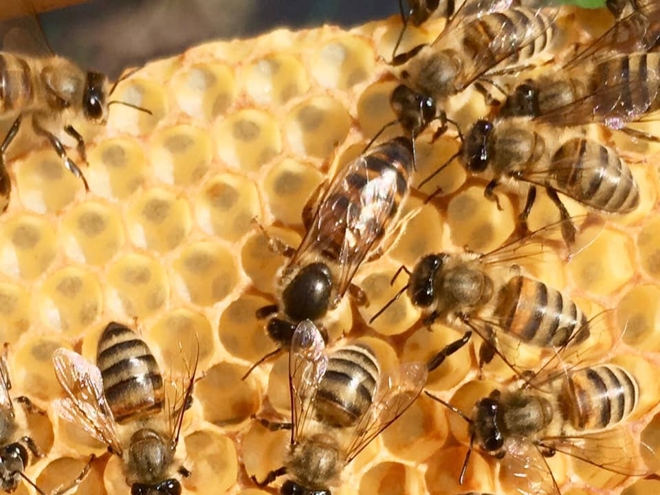 bee-philosophy.com Agios Konstantinos Samos